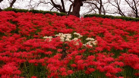 彼岸花 開花|彼岸花の見頃の時期はいつ？開花する期間や人気の名。